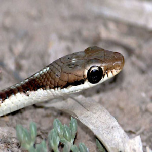 Dendrelaphis tristis